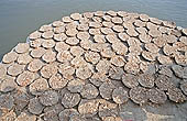 Varanasi ghat - gobar (cow dung)